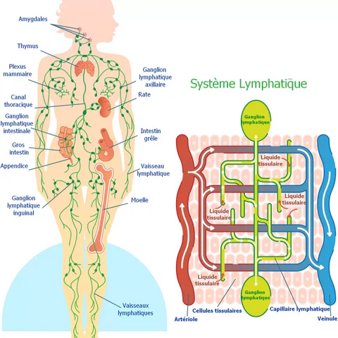 Schéma du système lymphatique humain montrant les ganglions lymphatiques, les vaisseaux lymphatiques, la rate, le thymus et la circulation de la lymphe.